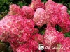 Hortenzija šluotelinė ,Magical Fire' (lot. Hydrangea paniculata)